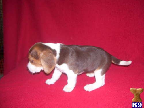 Beagle Puppies